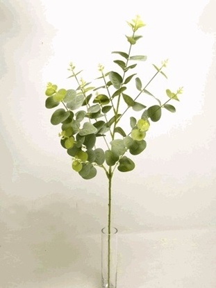 Immagine di EUCALYPTUS SPRAY 94cm