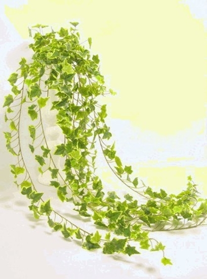 Picture of IVY HANGER BUSH x432 LVS 180cm