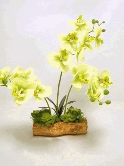 Picture of PHALAENOPSIS x3 w/DECO POT 45,5cm