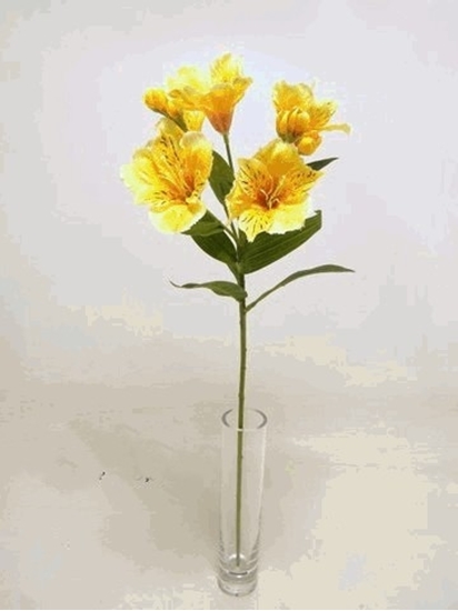 Immagine di ALSTROEMERIA SPRAY 62cm