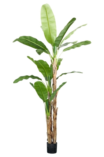 Immagine di PIANTA BANANO H.CM.270