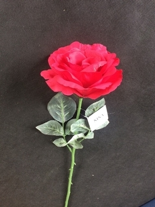 Immagine di ROSA GEORGIA