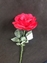 Immagine di ROSA GEORGIA