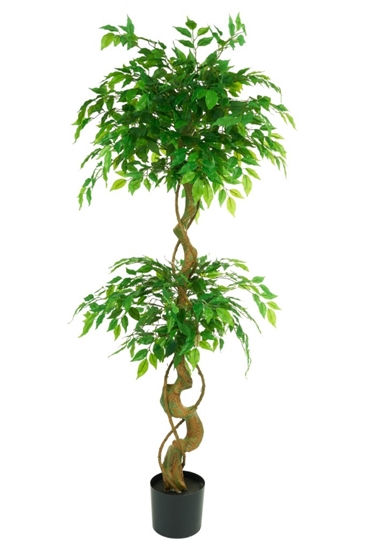 Immagine di PIANTA MINI FICUS GREEN CM.150