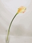 Immagine di CALLA LILY SPRAY CM 55