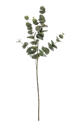 Immagine di EUCALYPTO CM. 90