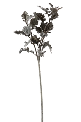 Immagine di DUSTY MILLER