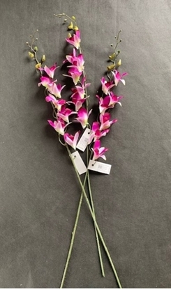 Immagine di DENDROBIO CM.73