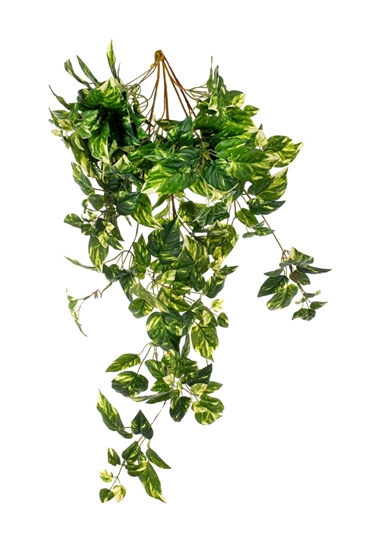 Immagine di CASCANTE POTHOS x 59 FOGLIE CM.90