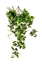 Immagine di CASCANTE POTHOS x 59 FOGLIE CM.90