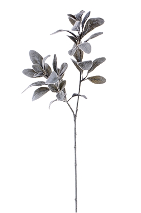 Immagine di LAMBSEAR