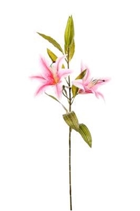 Picture of LILIUM NATURAL TOUCH H.CM.85