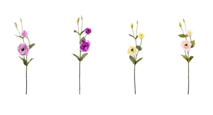 Immagine di LISIANTHUS H.CM.68