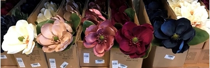 Immagine di MAGNOLIA