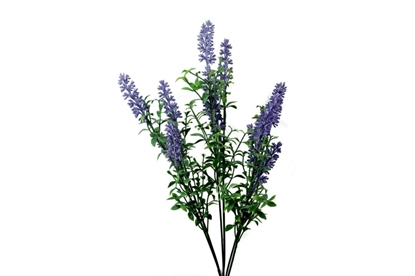 Immagine di MAZZETTO LAVANDA H.CM.40