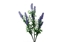 Immagine di MAZZETTO LAVANDA H.CM.40