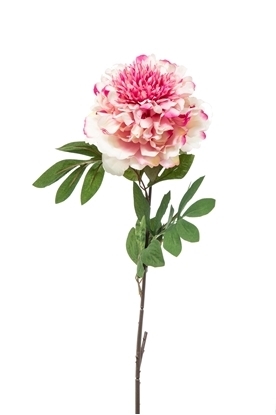 Immagine di PEONIA SINGOLA CM.78