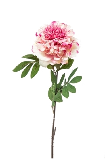 Immagine di PEONIA SINGOLA CM.78