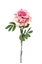 Immagine di PEONIA SINGOLA CM.78