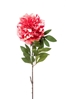 Immagine di PEONIA SINGOLA CM.78