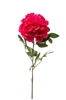 Immagine di PEONIA SINGOLA CM.78