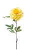 Immagine di PEONIA SINGOLA CM.78