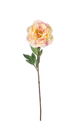 Immagine di PEONIA SINGOLA CM.82