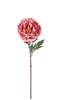 Immagine di PEONIA SINGOLA CM.82