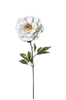 Immagine di PEONIA SINGOLA CM.82