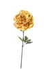Immagine di PEONIA SINGOLA CM.82