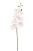 Immagine di PHALAENOPSIS LUSSO H.CM.94