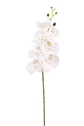 Immagine di PHALAENOPSIS LUSSO H.CM.94