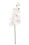 Picture of PHALAENOPSIS LUSSO H.CM.94