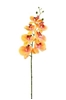Immagine di PHALAENOPSIS LUSSO H.CM.94