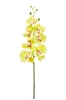 Immagine di PHALAENOPSIS LUSSO H.CM.94