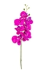 Immagine di PHALAENOPSIS LUSSO H.CM.94