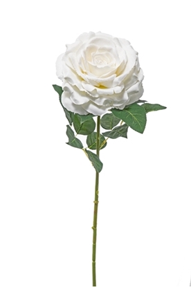 Immagine di ROSA AMBRA CM78