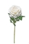 Immagine di ROSA AMBRA CM78