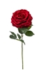 Immagine di ROSA AMBRA CM78