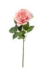 Immagine di ROSA AMBRA CM78