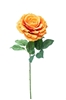Immagine di ROSA AMBRA CM78