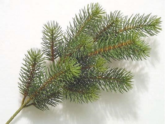 Immagine di RAMETTO PINO X 13 GREE