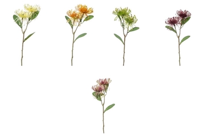 Immagine di PROTEA X 2 CM. 50