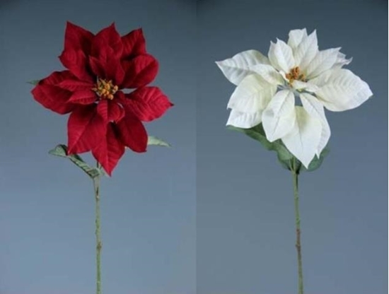 Picture of POINSETTIA