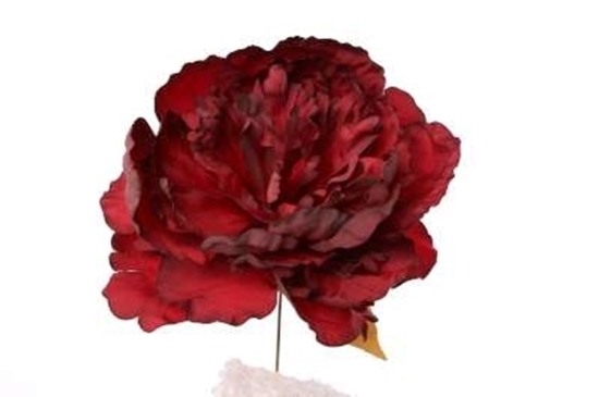 Immagine di PICK PEONIA