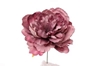 Immagine di PICK PEONIA