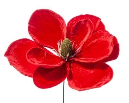 Immagine di PICK MAGNOLIA DELUXE VELVET IN PVC BOX CM.24