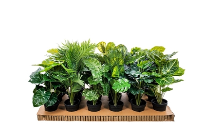 Picture of PIANTINE CM. 50