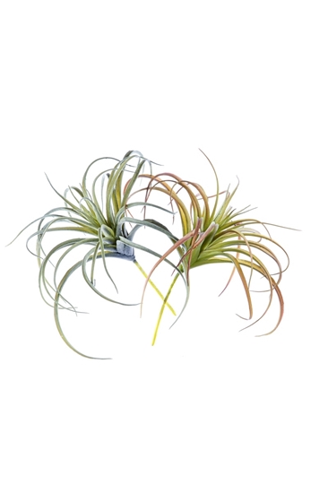 Picture of PIANTINA TILLANSIA CM.24