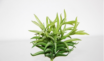 Immagine di PIANTINA SUCCULENTA CM. 15